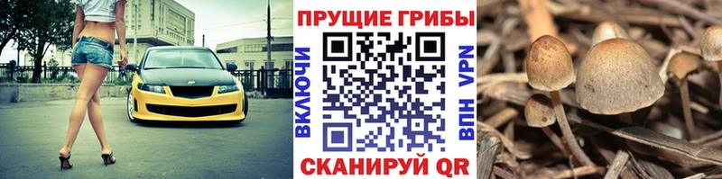 Галлюциногенные грибы мицелий  где можно купить   Камышлов 
